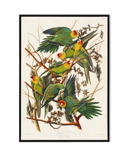 Colorful Parrots in Nature - KaigaCart