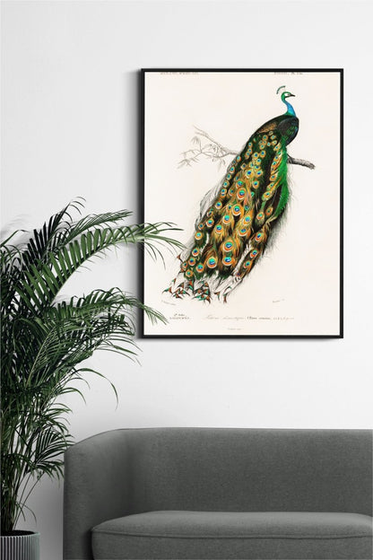 Majestic Peacock Illustration - Fine Art Print - KaigaCart