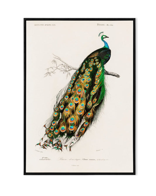 Majestic Peacock Illustration - Fine Art Print - KaigaCart