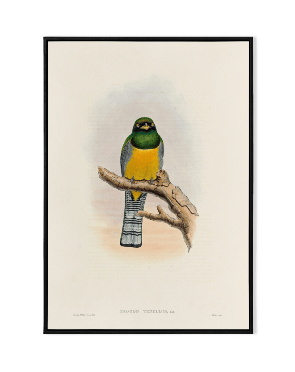 Trogon Tenellus Illustration - KaigaCart